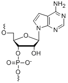 Bio-Synthesis Inc. Oligo Structure